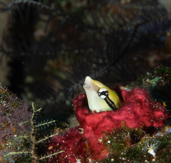 False Cleanerfish Blenny