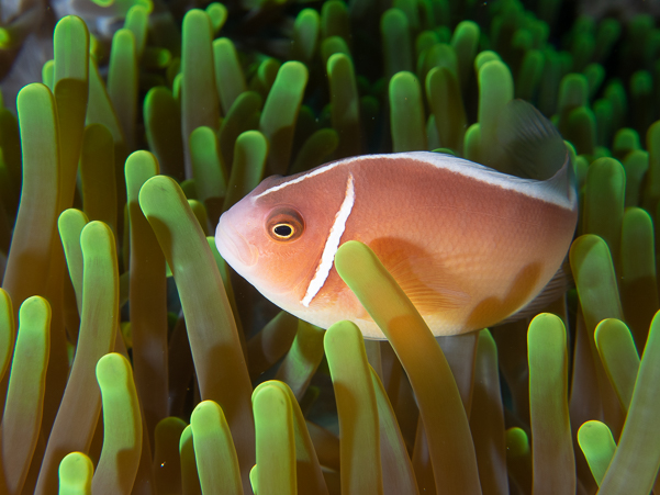 Pink Anemonefish