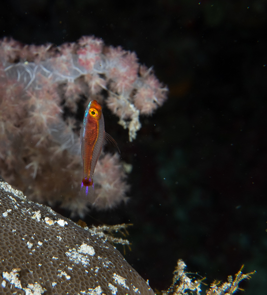 Blue-Striped Pygmy Goby