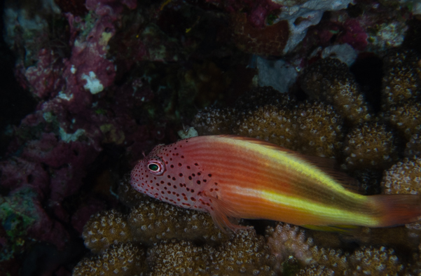 Freckled Hawkfish