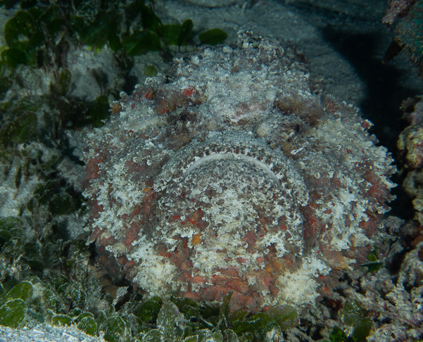 Reef Stonefish