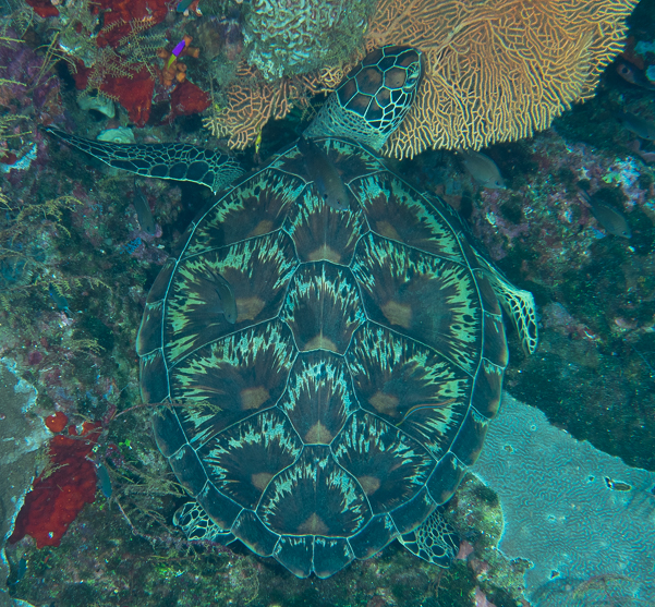 Green Turtle