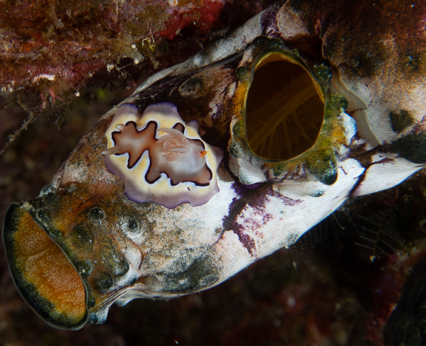 Co's Chromodoris