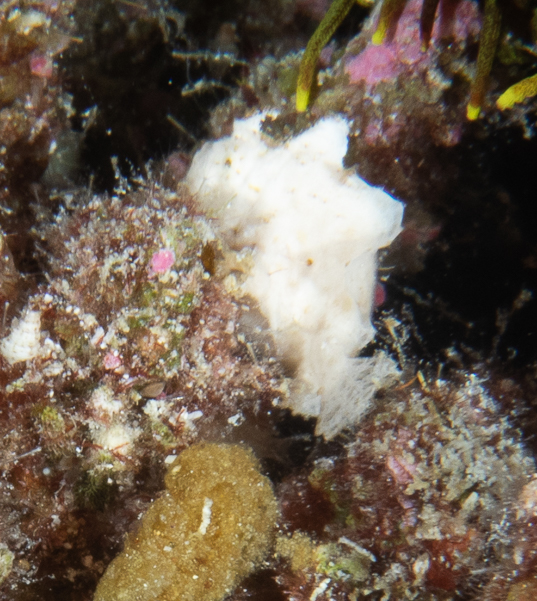 Frogfish