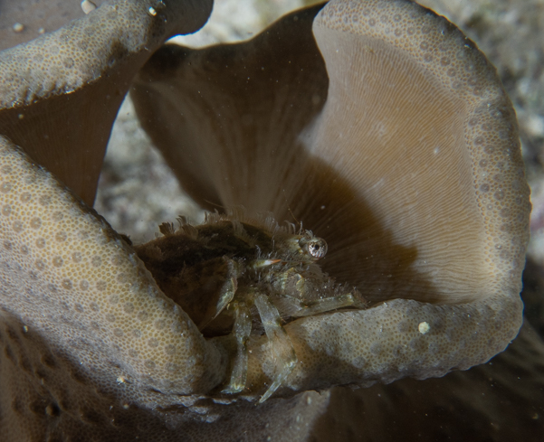 Juvenile Scorpionfish