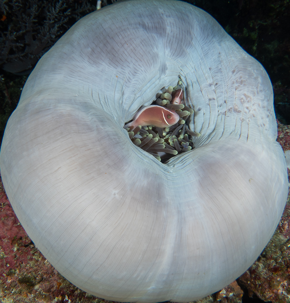 Pink Anemonefish