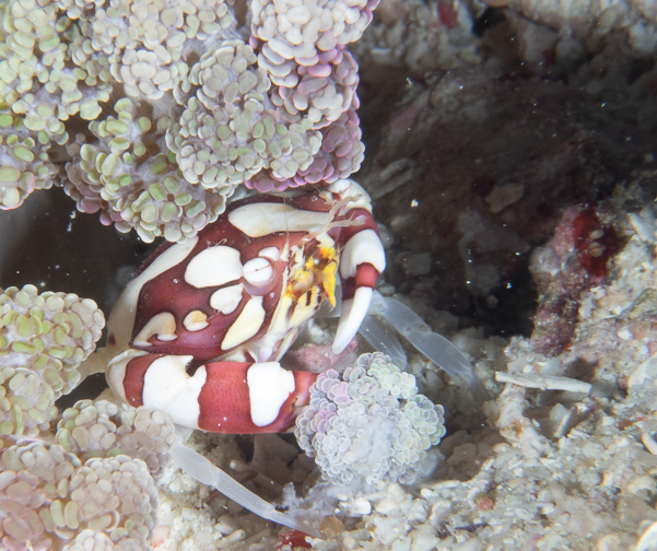 Harlequin Swimming Crab