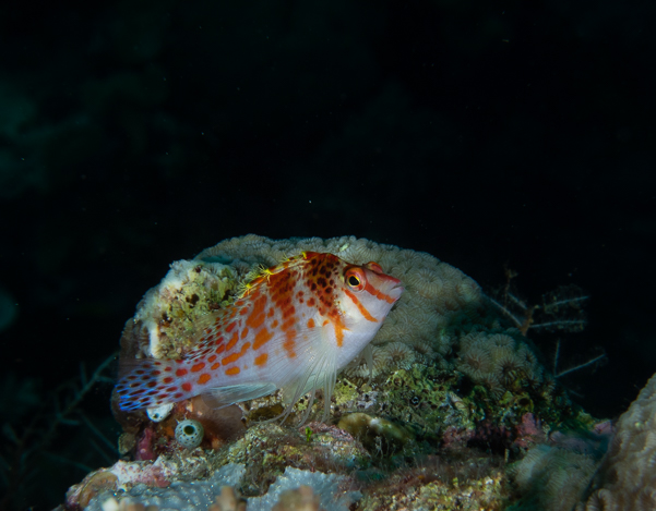 Dwarf Hawkfish