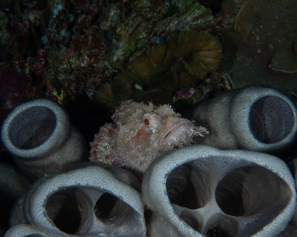 Scorpionfish