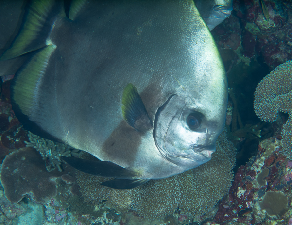 Golden Spadefish