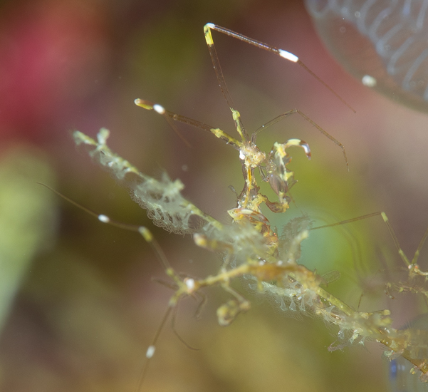 Skeleton Shrimp