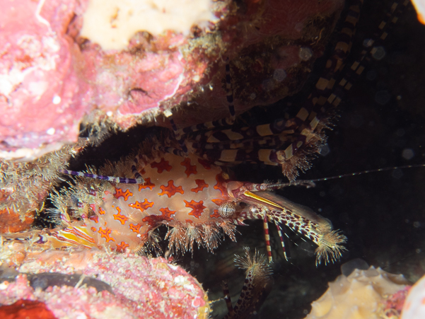 Saron Marbled Shrimp