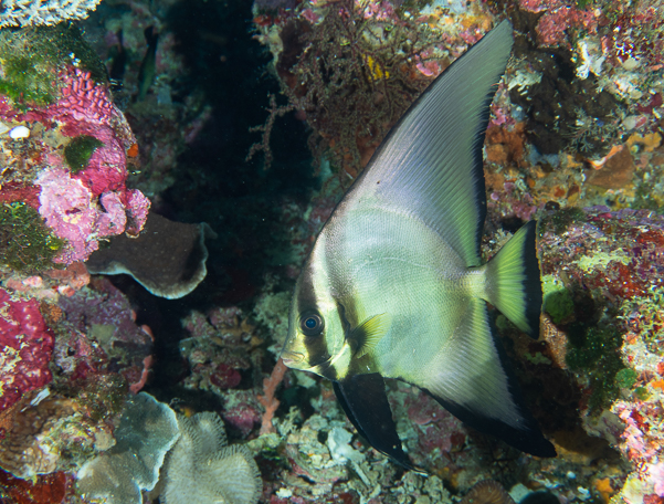 Pinnate Spadefish