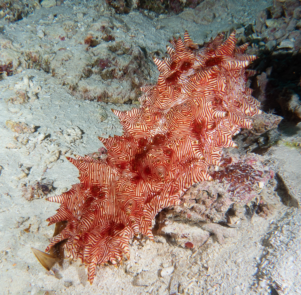 Candycane Sea Cucumber