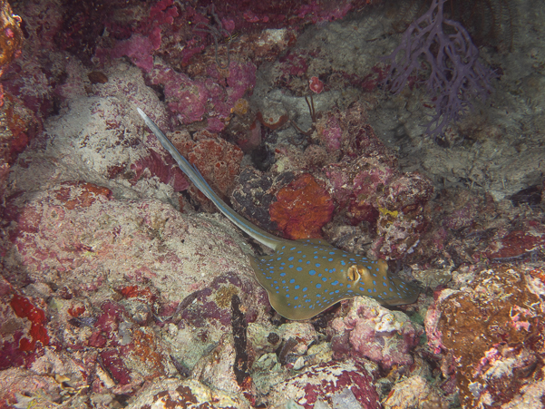 Blue-Spotted Stingray