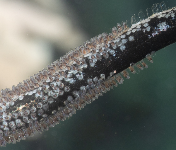 Damselfish eggs