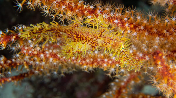 Ornate Ghost Pipefish