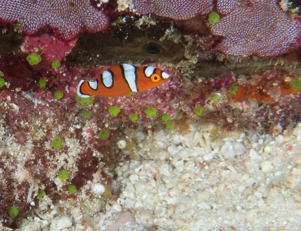 Juvenile Yellowtail Coris