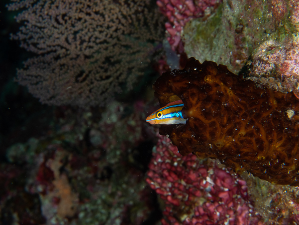 Bluestriped Fangblenny