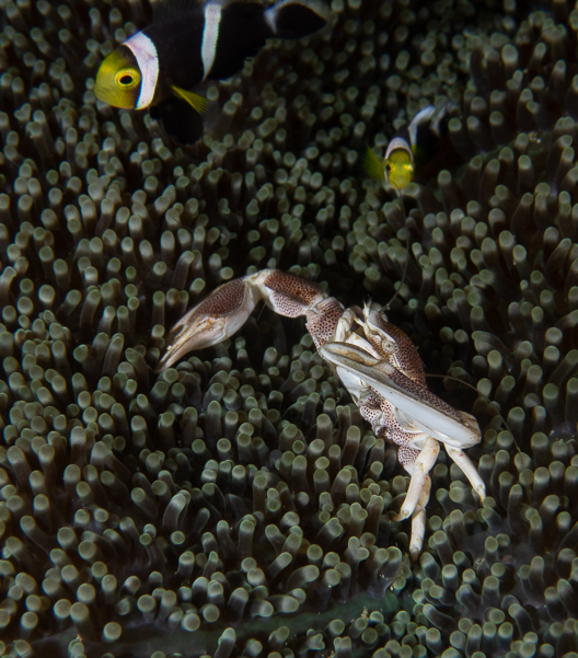 Spotted Porcelain Crab