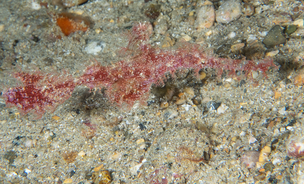 Roughsnout Ghost Pipefish