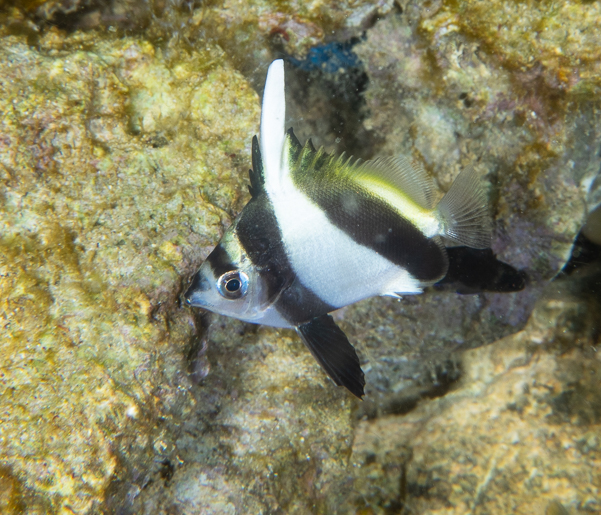 Juvenile Pinnate Spadefish