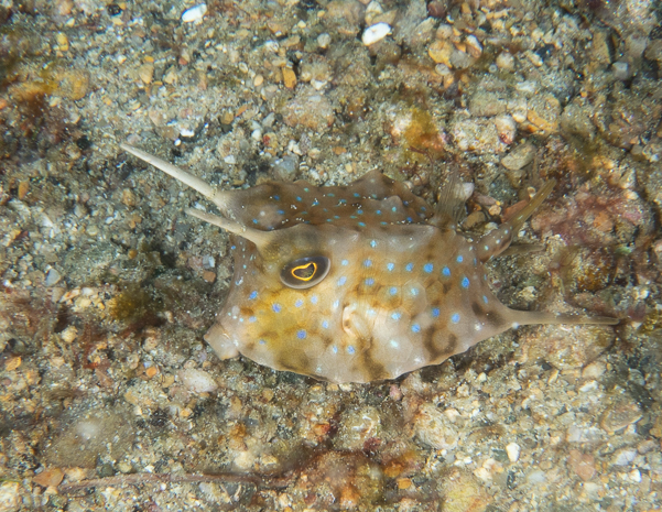 Juvenile Longhorn Cowfish