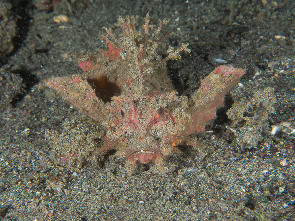 Spiny Devilfish