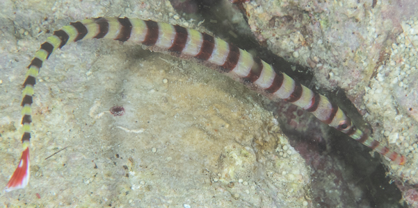 Ringed Pipefish