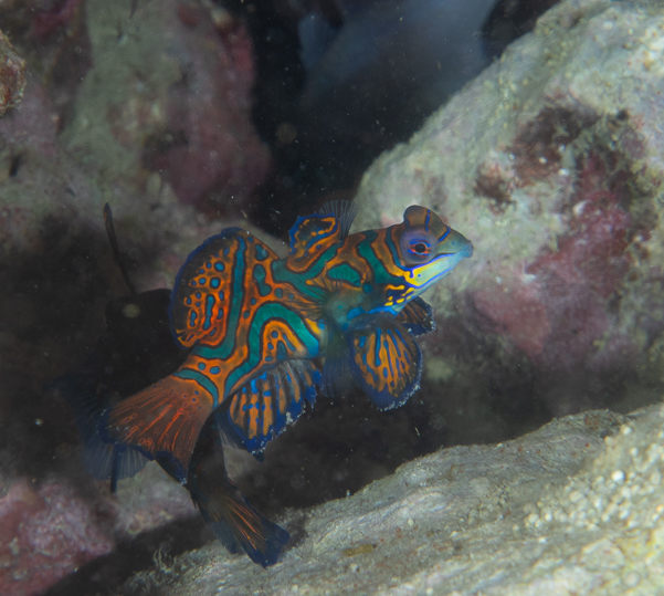 Mandarinfish Dragonet