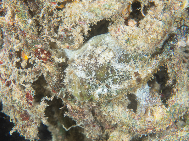 Giant Frogfish