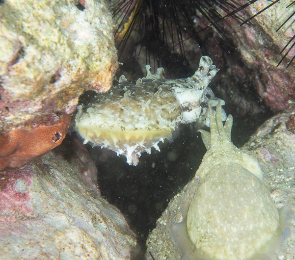 Dwarf Cuttlefish