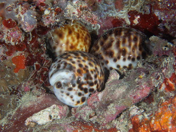 Tiger Cowrie