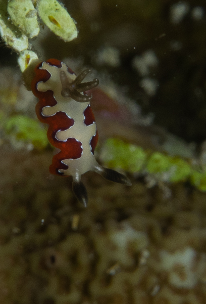 Creamy Chromodoris