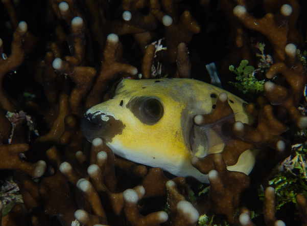 Blackspotted Puffer