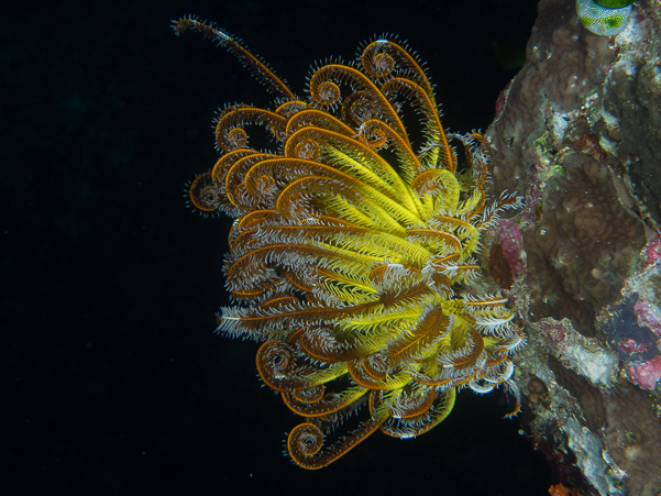 Feather Star