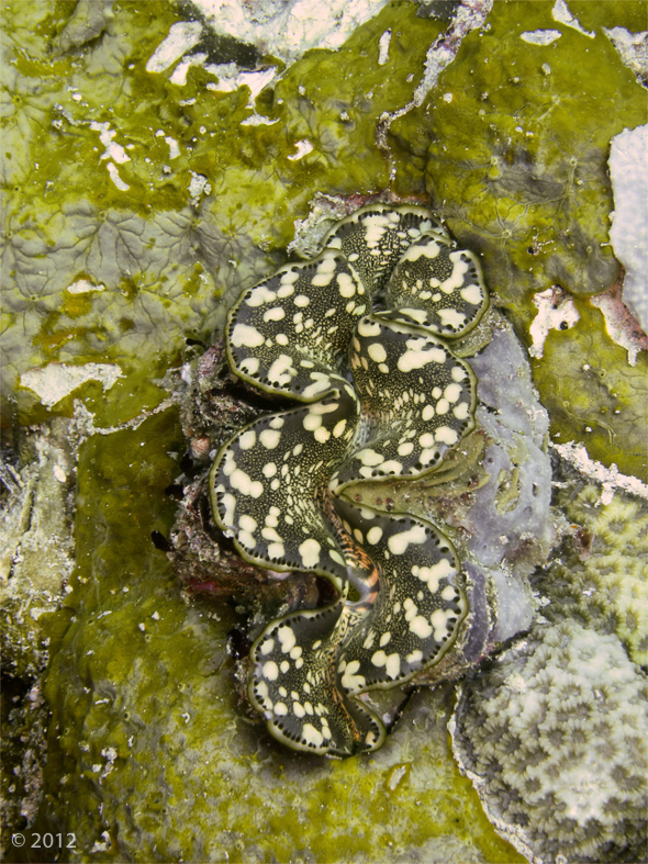 Boring Giant Clam