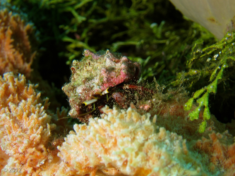 Left-handed Hermit Crab