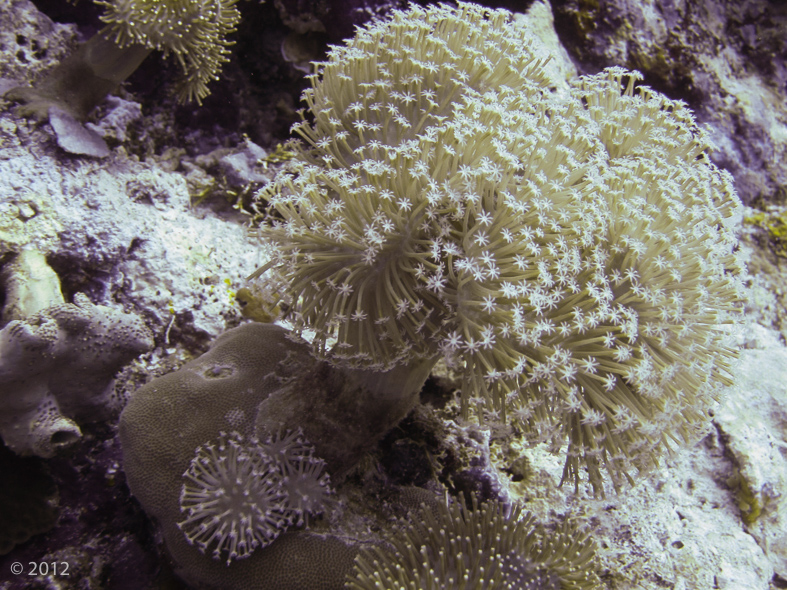 Soft coral.