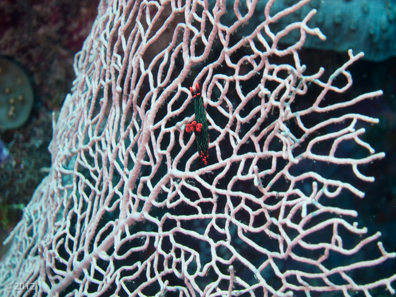 Kubaryana’s Nembrotha Nudibranch