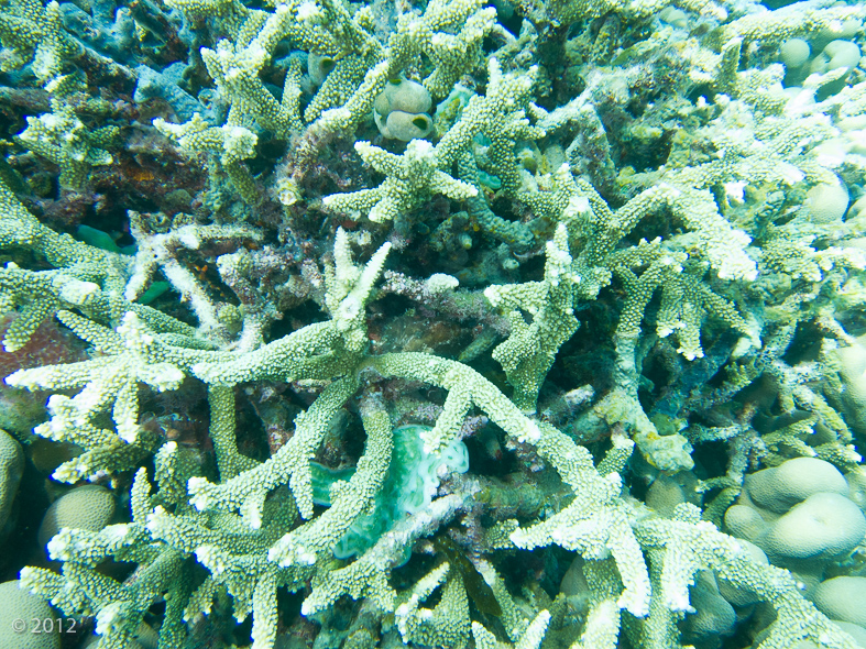 Frogfish