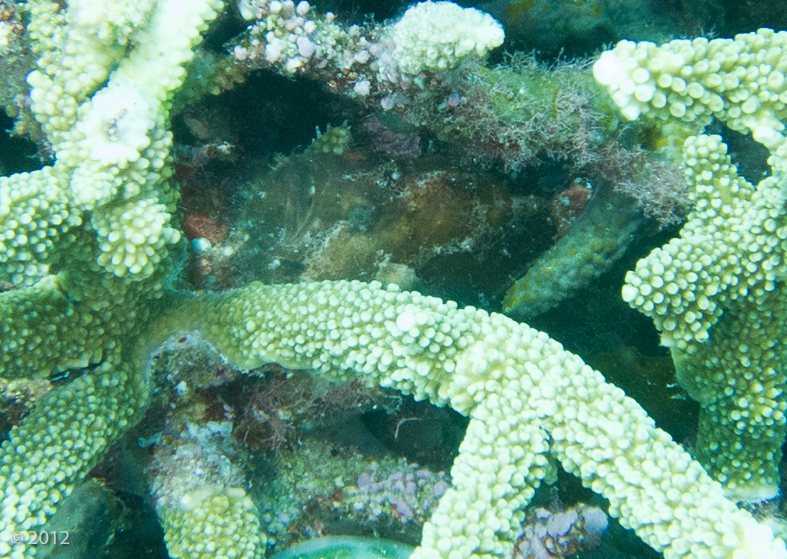 Frogfish