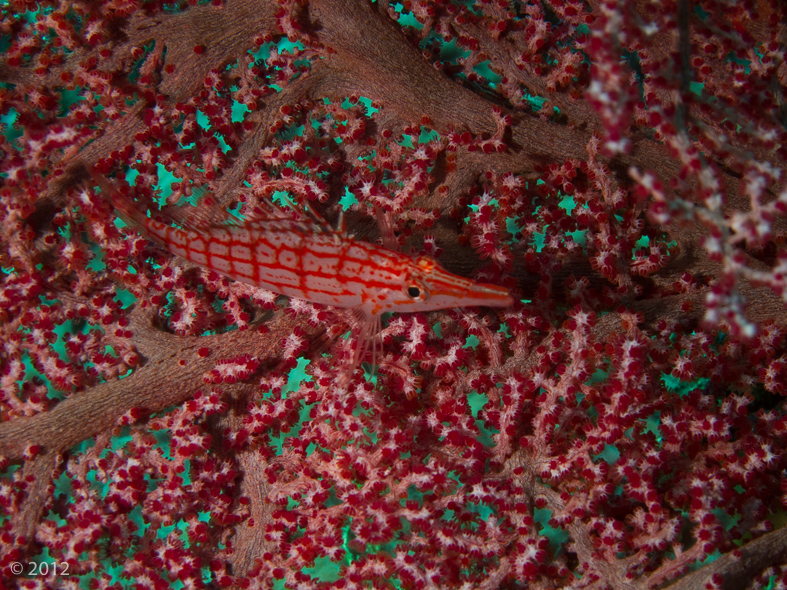 Longnose Hawkfish