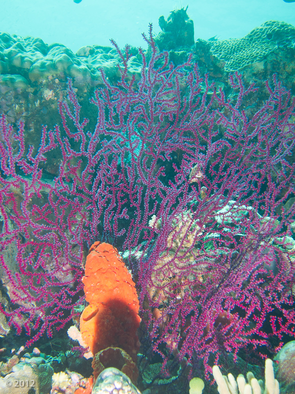 Sea Fan