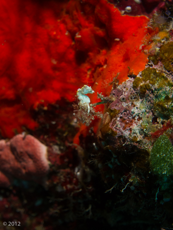 Coleman's Pygmi Seahorse