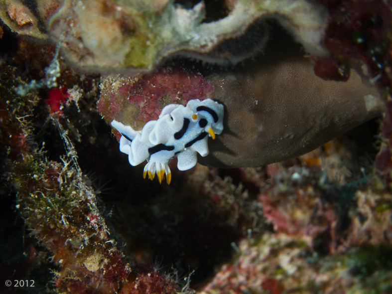 Diana’s Chromodoris Nudibranch