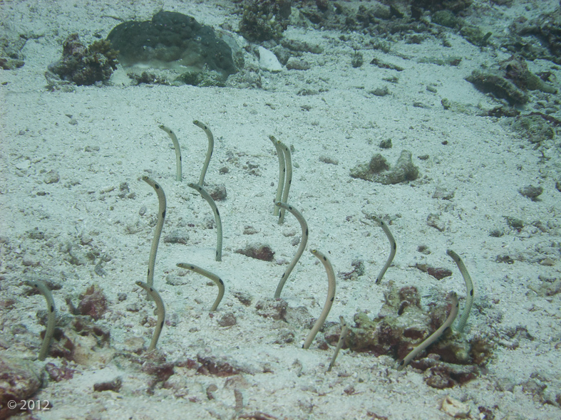 Spotted Garden Eel