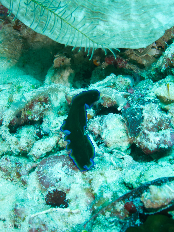 Sapphire Flatworm