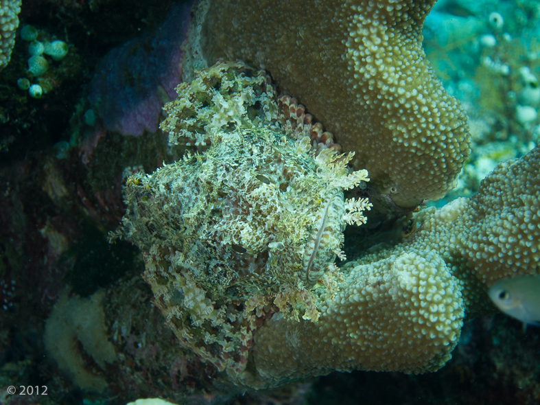 Painted Scorpionfish