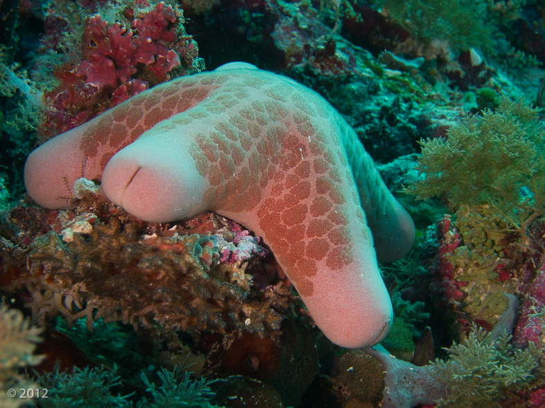 Granular Sea Star